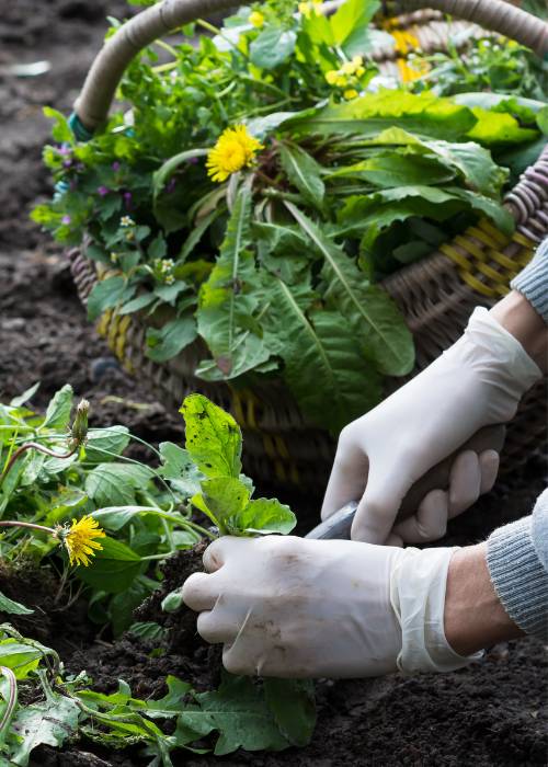 zahradnictví - plení